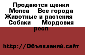 Продаются щенки Мопса. - Все города Животные и растения » Собаки   . Мордовия респ.